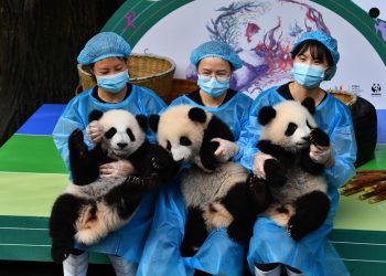 Bayi-bayi panda di Chengdu Research Base of Giant Panda Breeding. Photo by He Haiyang/for chinadaily.com.cn