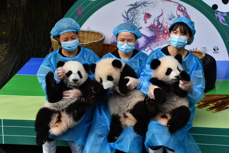 Bayi-bayi panda di Chengdu Research Base of Giant Panda Breeding. Photo by He Haiyang/for chinadaily.com.cn