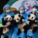 Bayi-bayi panda di Chengdu Research Base of Giant Panda Breeding. Photo by He Haiyang/for chinadaily.com.cn