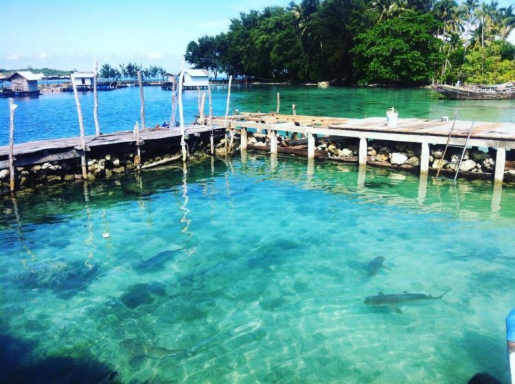 Kumpulan hiu di Pulau Menjangan Besar. Rekomendasi wisata berenang dengan hiu (IG/@hondajepara_eko)