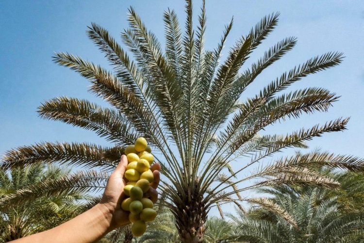 Buah kurma dari tanaman kurma yang tumbuh di Kurma Park. Dok. Kemenparekraf