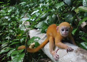 Lutung Jawa atau lutung budeng merupakan satwa dilindungi dengan status konservasi Rentan. Lutung Jawa (Trachypithecus auratus) dewasa memiliki bulu/rambut berwana hitam sedangkan anak berwarna oranye yang cerah. Foto: ksdae.menlhk.go.id