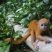 Lutung Jawa atau lutung budeng merupakan satwa dilindungi dengan status konservasi Rentan. Lutung Jawa (Trachypithecus auratus) dewasa memiliki bulu/rambut berwana hitam sedangkan anak berwarna oranye yang cerah. Foto: ksdae.menlhk.go.id